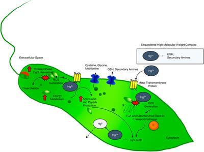 Identifying Euglena Gracilis Metabolic and Transcriptomic Adaptations in Response to Mercury Stress